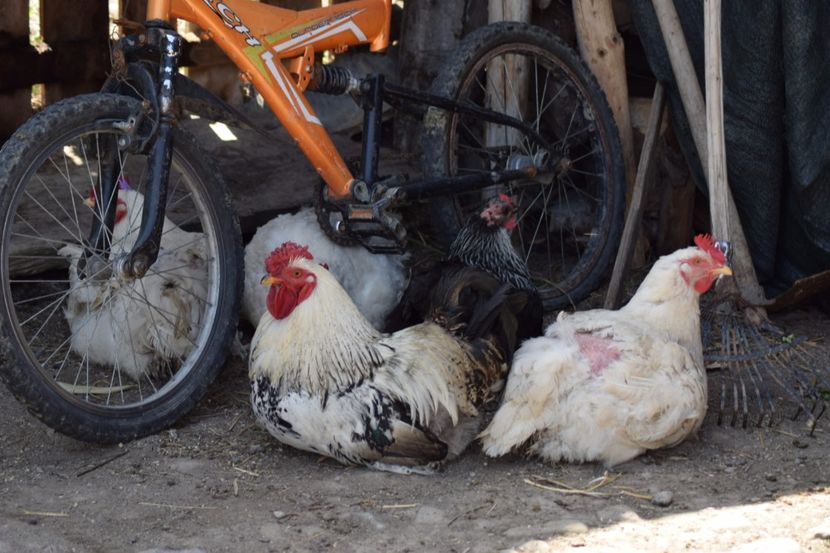  - Pitici si pasari  2016