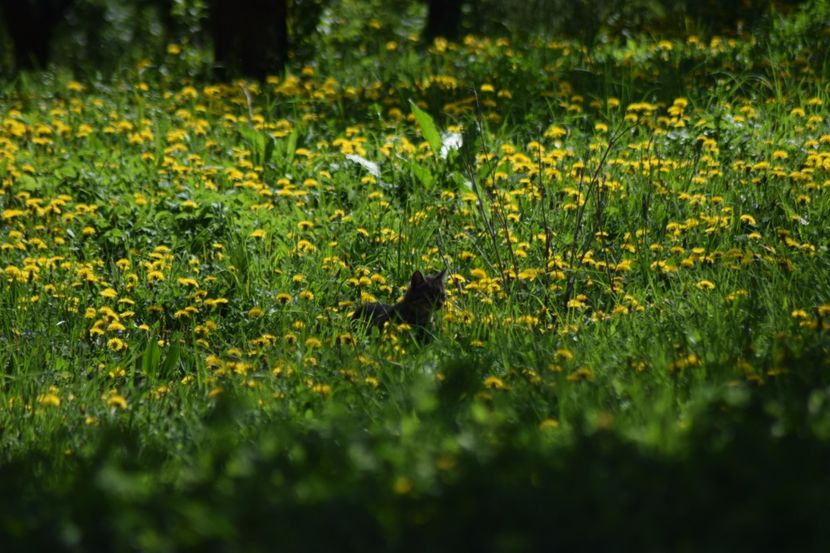  - Primăvara sălbatică