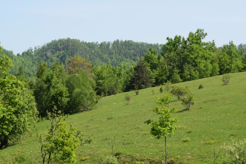  - Primăvara sălbatică