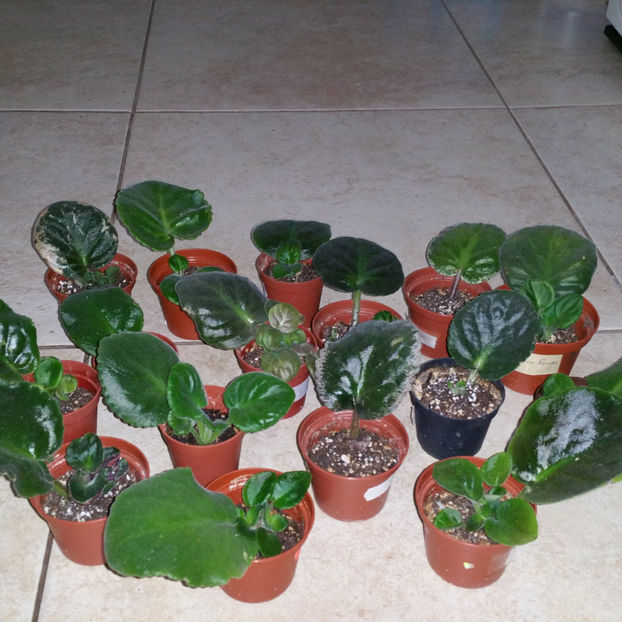  - Violete din frunze de la Lucyana