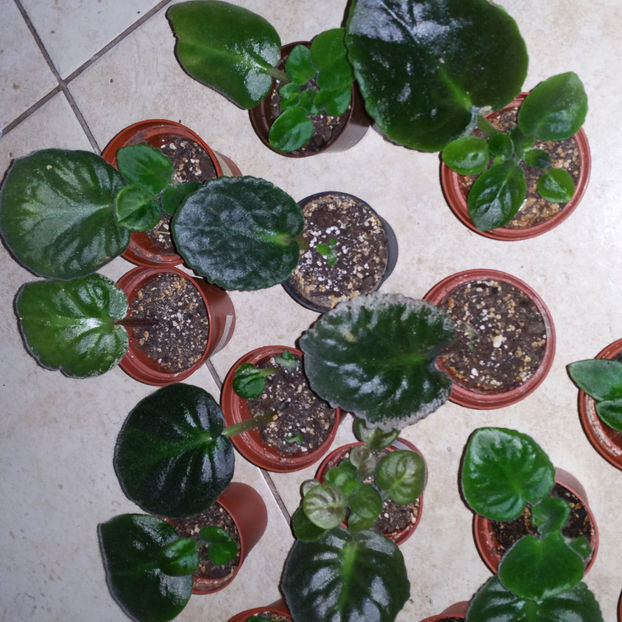  - Violete din frunze de la Lucyana