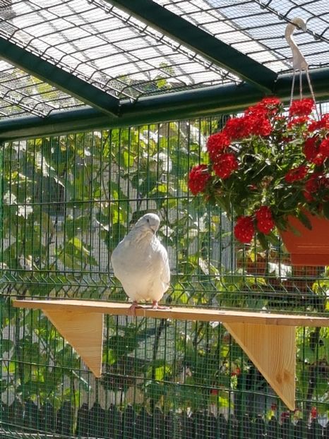 M-2016-3900 - 0-VRdF-2018