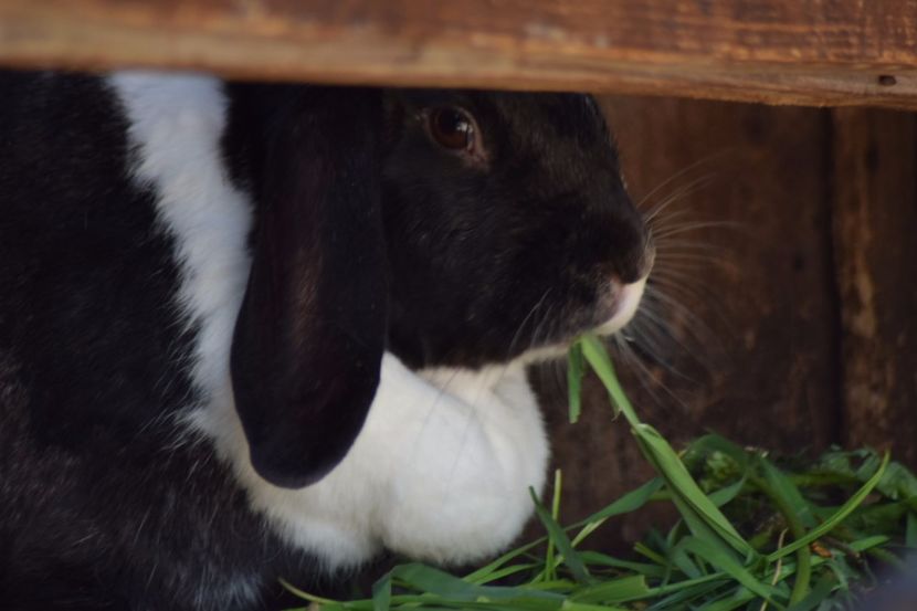  - Iepurasi dragalasi