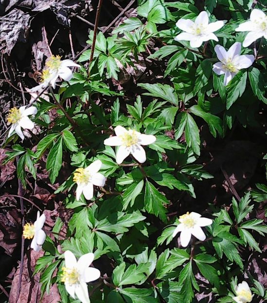 Nuovo_1_Photo7143 - Gradinuta mea 2018