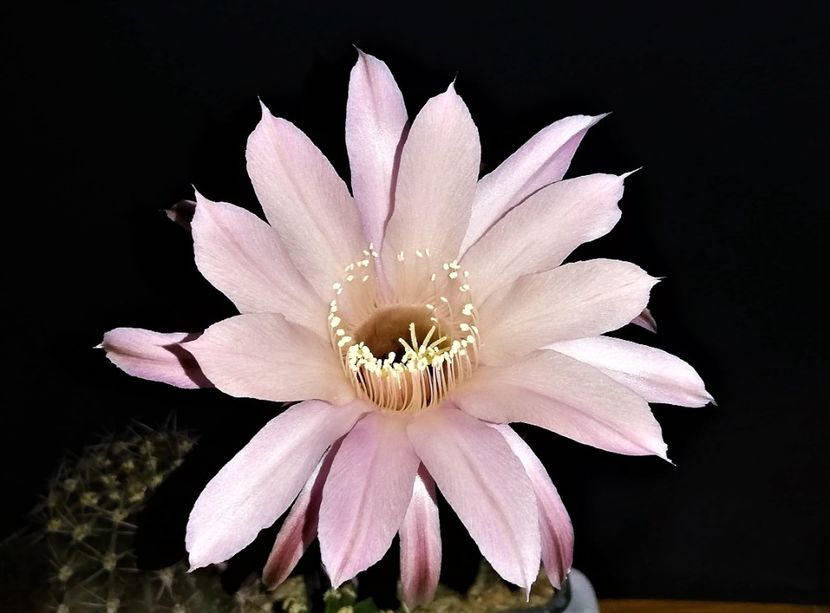  - Cactusi si suculente