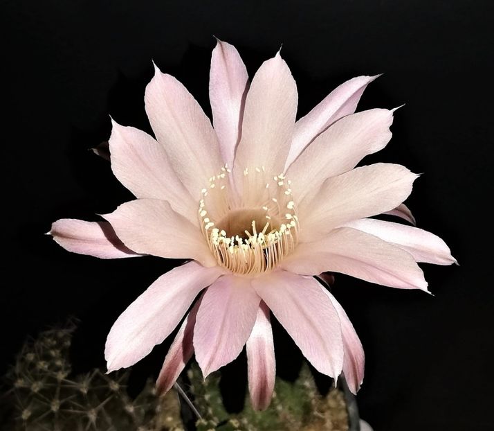  - Cactusi si suculente