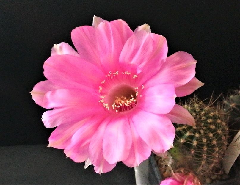  - Cactusi si suculente