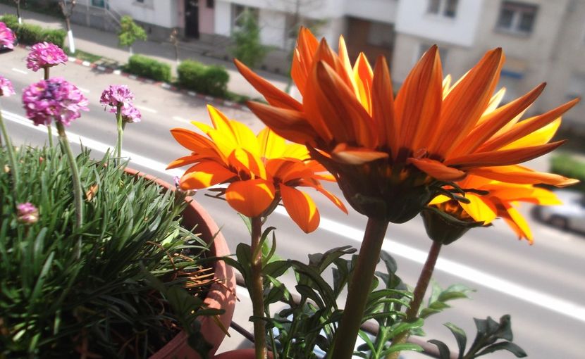 Nuovo_1_DSCF5857 - Balconul meu 2018