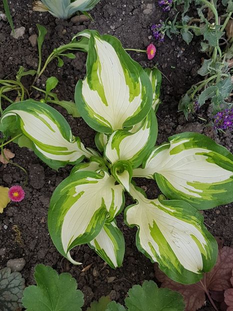 Hosta undulata mediovariegata - Mai 2018