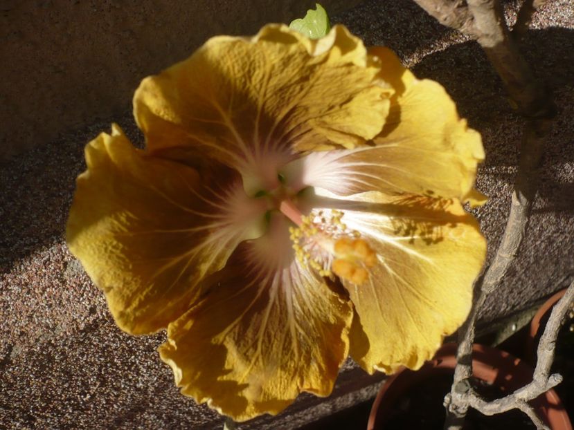 P1360784 - HIBISCUSI 2018-1
