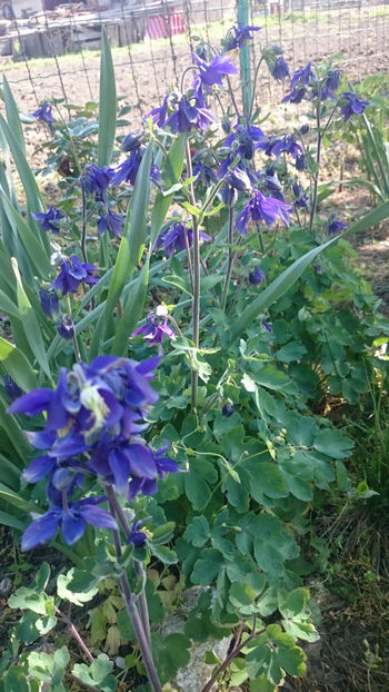  - Gradina primavara 2018