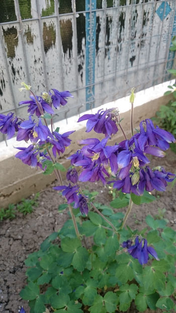  - Gradina primavara 2018