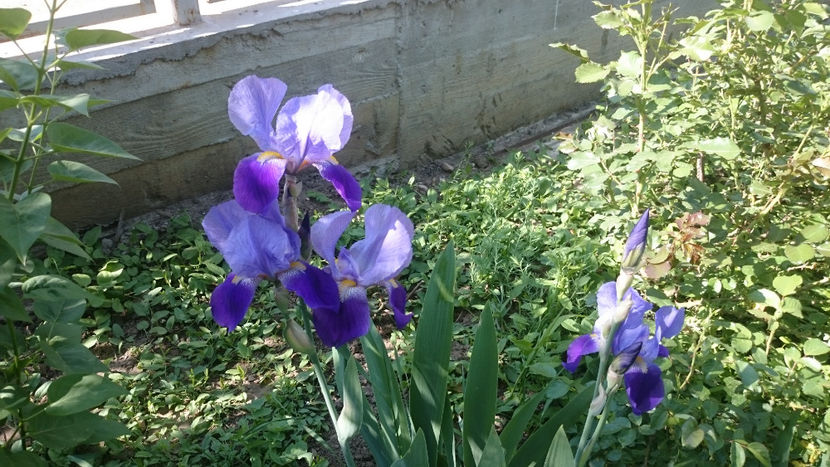  - Gradina primavara 2018