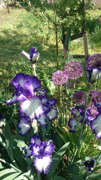  - Gradina primavara 2018