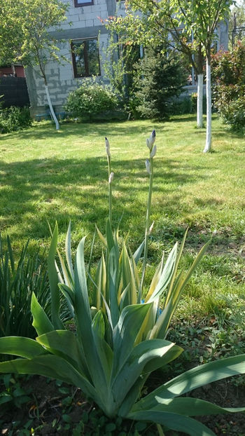  - Gradina primavara 2018