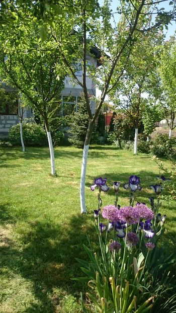  - Gradina primavara 2018