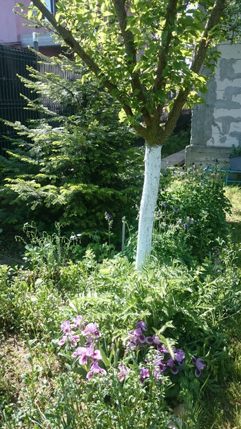  - Gradina primavara 2018