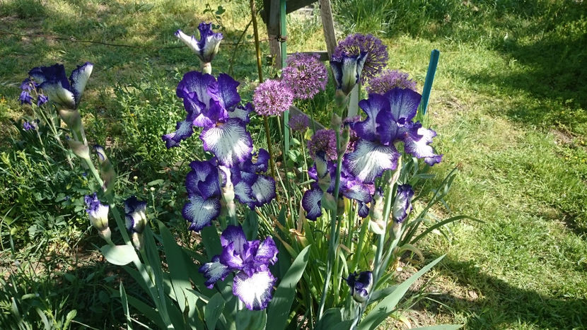  - Gradina primavara 2018