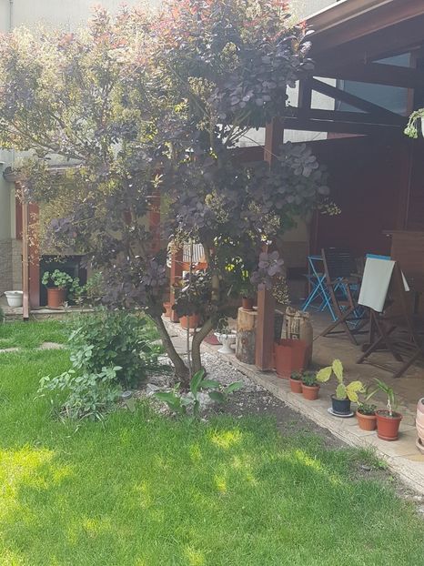  - Conifere si arbusti