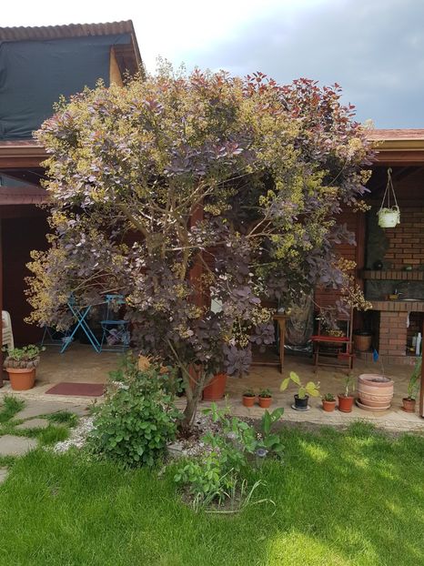 Scumpia inflorita mai 2018 - Conifere si arbusti