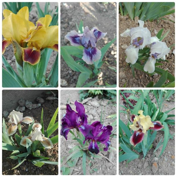 collage_photocat - colaje flori