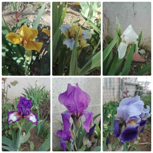 collage_photocat - colaje flori