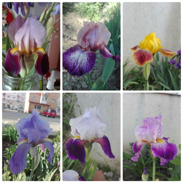 collage_photocat - colaje flori