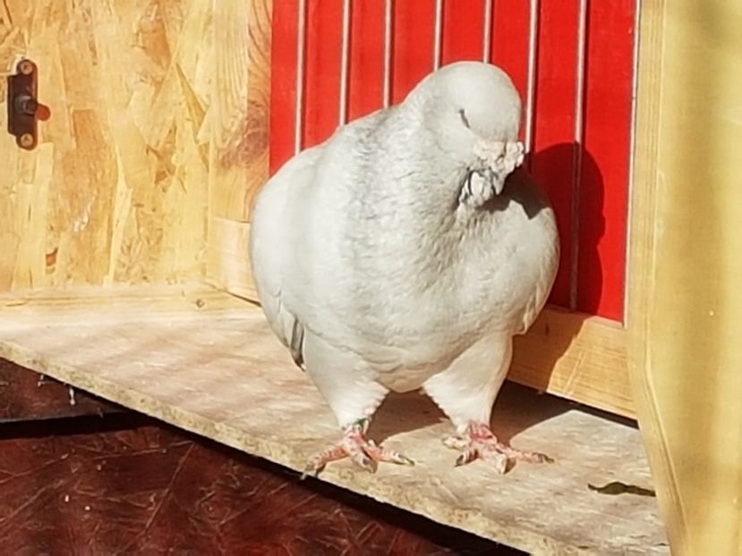 M-2013-8463 - 0-VRdF-2018