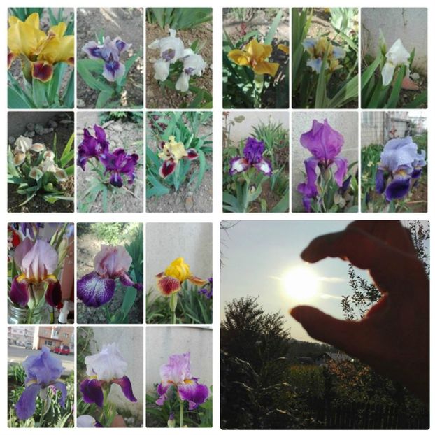 collage_photocat - colaje flori