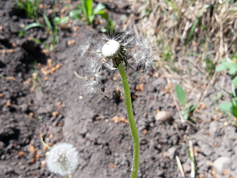 misiune îndeplinită pe anul acesta - mai 2018 Ocea