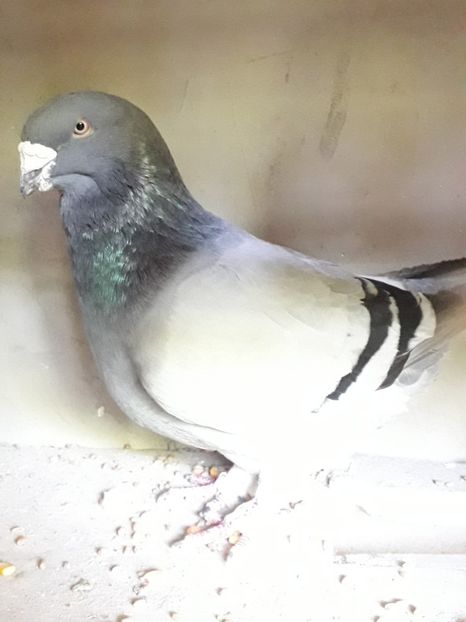 M 2015 - Voiajori Standard