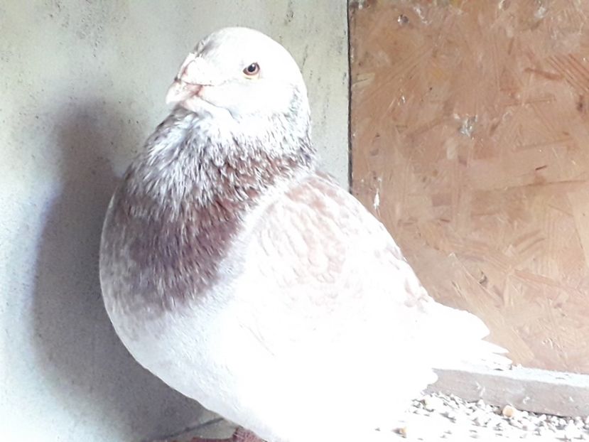 M 2015 - Voiajori Standard