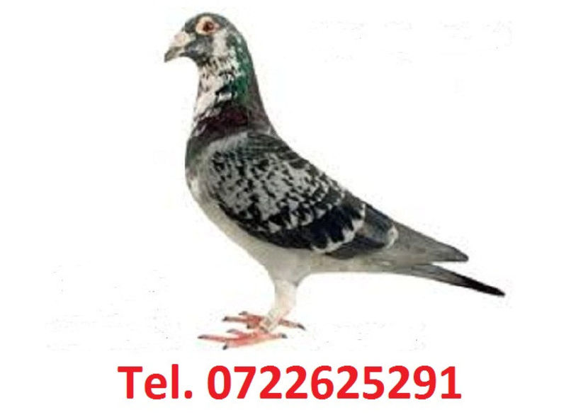 VĂ MULȚUMESC FRUMOS PENTRU VIZITĂ - ALBUME VÂNZARE PORUMBEI