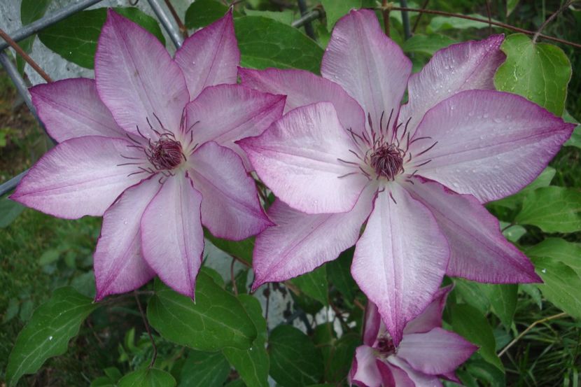 Omoshiro - Clematite