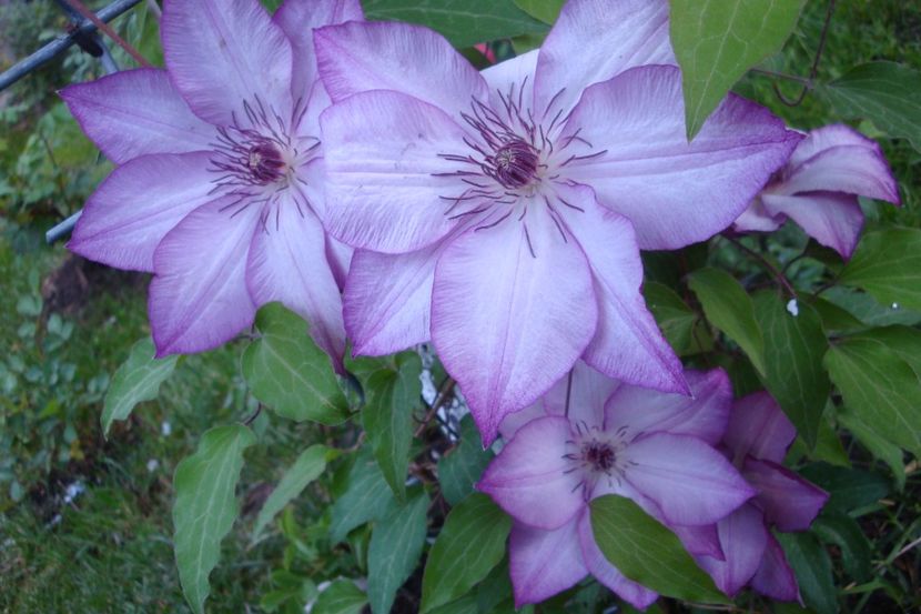  - Clematite