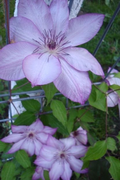  - Clematite