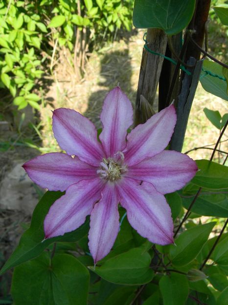 Lasting love - Clematite 2018