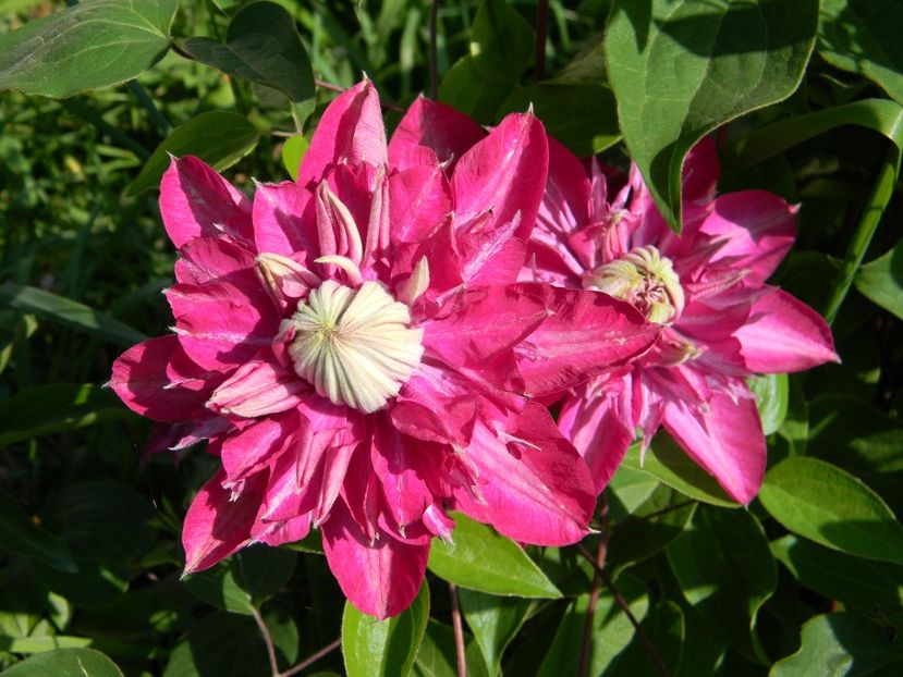 Kaiser - Clematite 2018