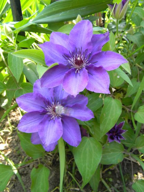 Esther - Clematite 2018