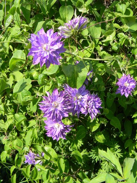 Teshio - Clematite 2018