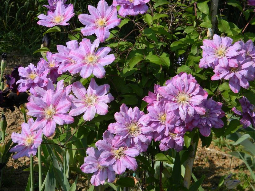Ragamuffin - Clematite 2018