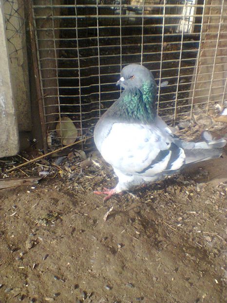 Fotografie0027 - 2018