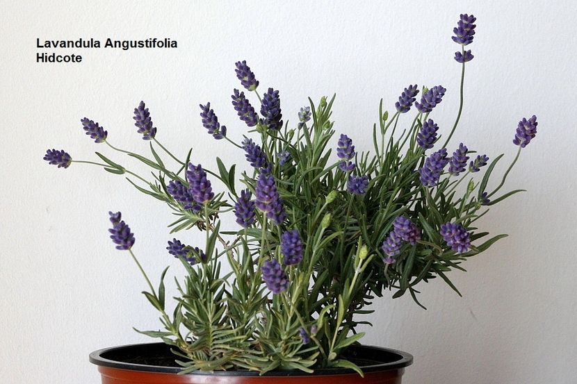 05.05.18 - 01 Lavanda