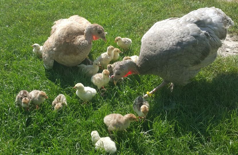 Toți de la curca galbenă - a-Pui de Curcă 2018