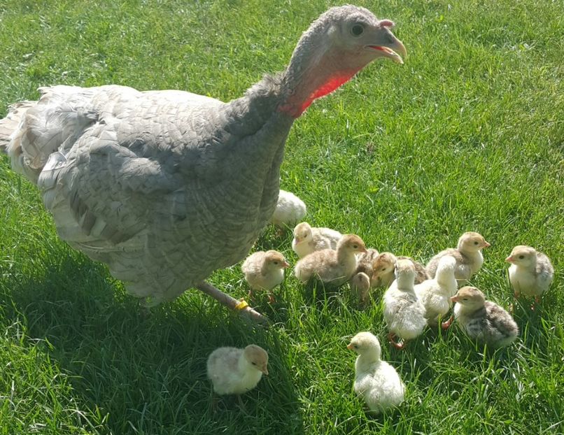 Albastra a avut gâşte - a-Pui de Curcă 2018