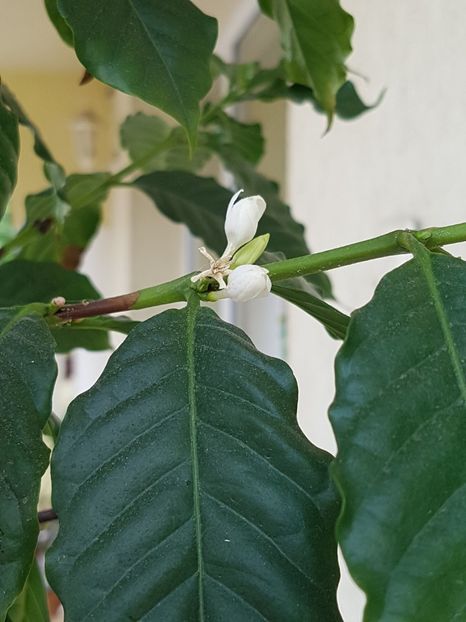 Infloreste arborele de cafea! 05.05.2018 - Arborele de cafea