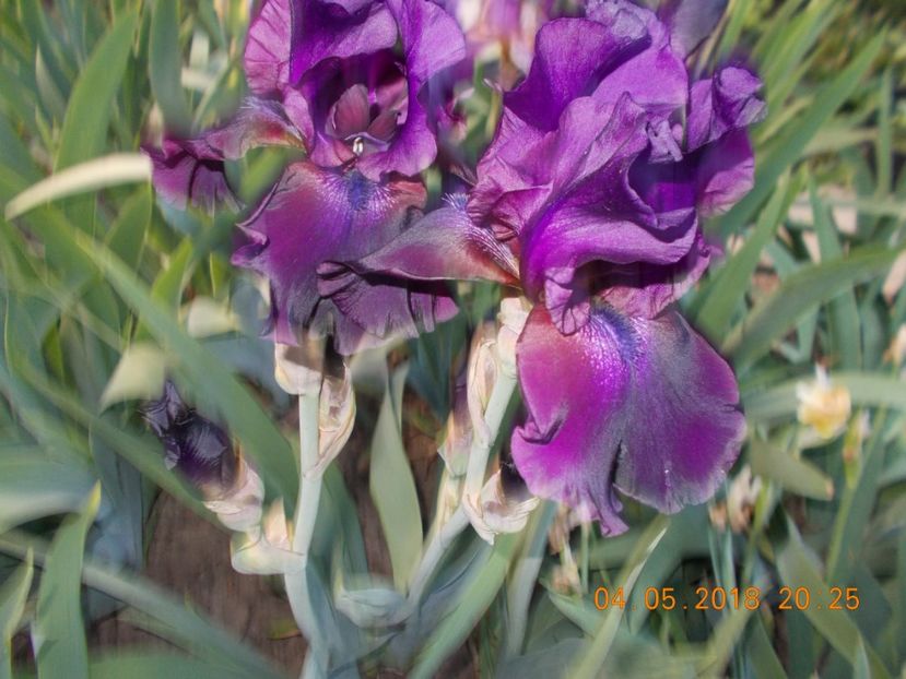 emperor ' s delight - IRISI BARBATA ELATIOR SI INTERMEDIA-2018