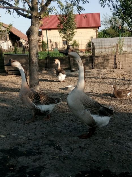 Pereche reproducătoare - B2 - Gaste Africane si Chinezesti