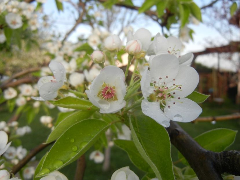 Pear Tree Blossom (2018, April 13) - Pear Tree_Par Napoca