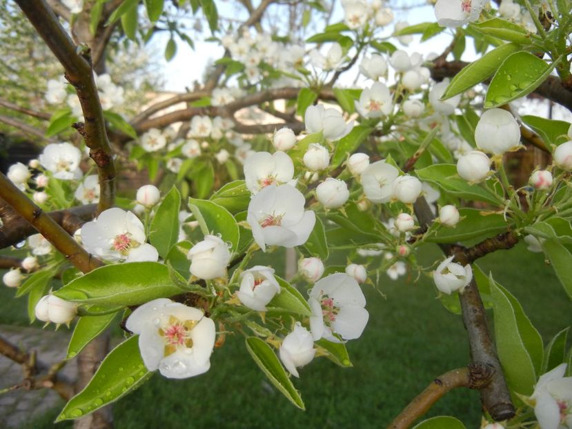 Pear Tree Blossom (2018, April 13) - Pear Tree_Par Napoca